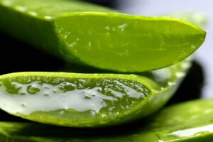 aloe, aloe vera, nature, life, health, plant
